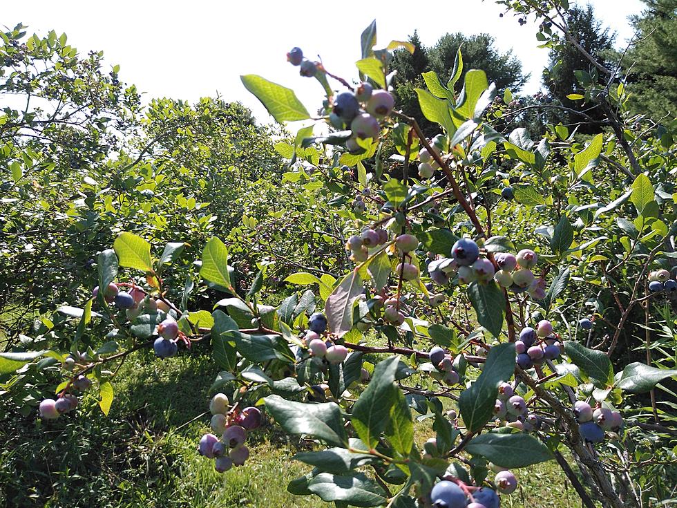 Otsego County Blueberry Picking Is On!