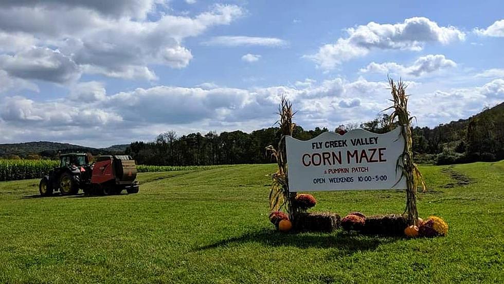 This Challenging Fly Creek Corn Maze Will Keep You Busy For Awhile