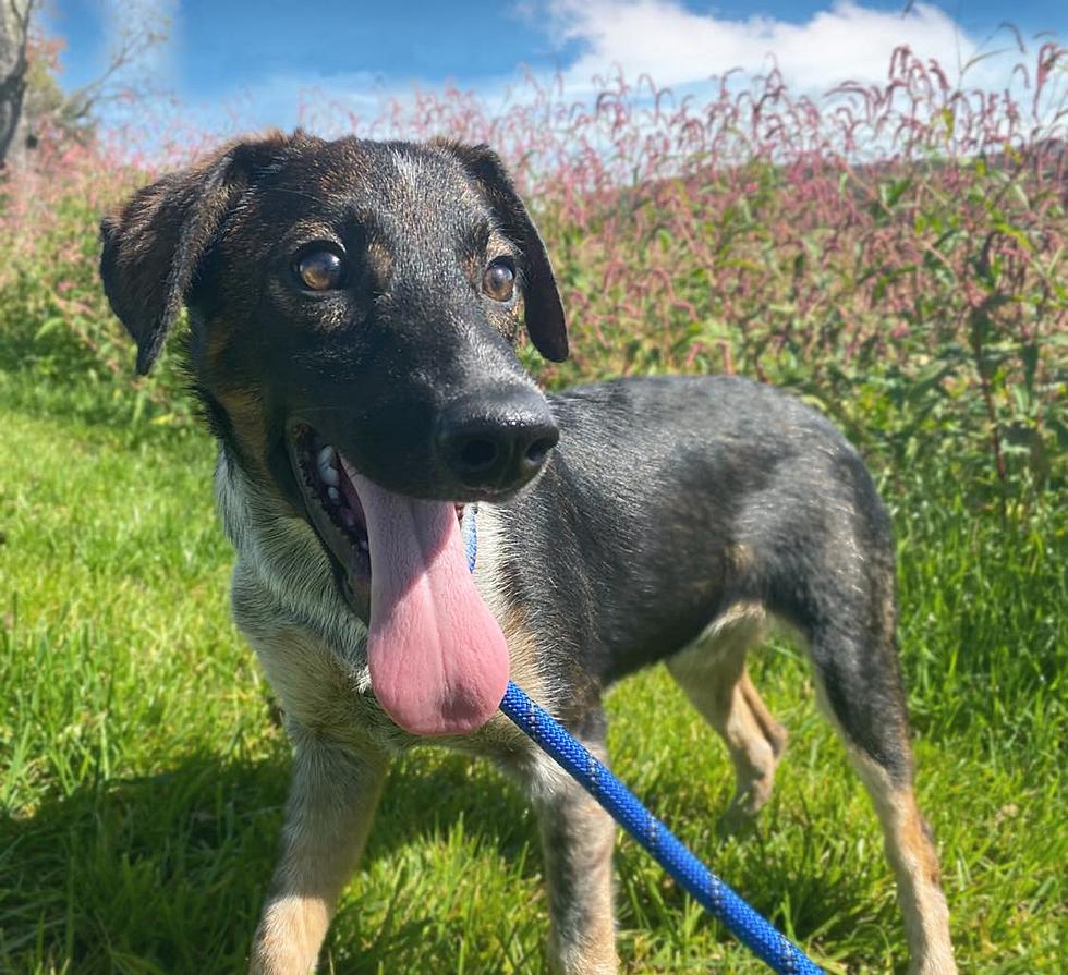 Pet Of The Week -- 'Oreo'