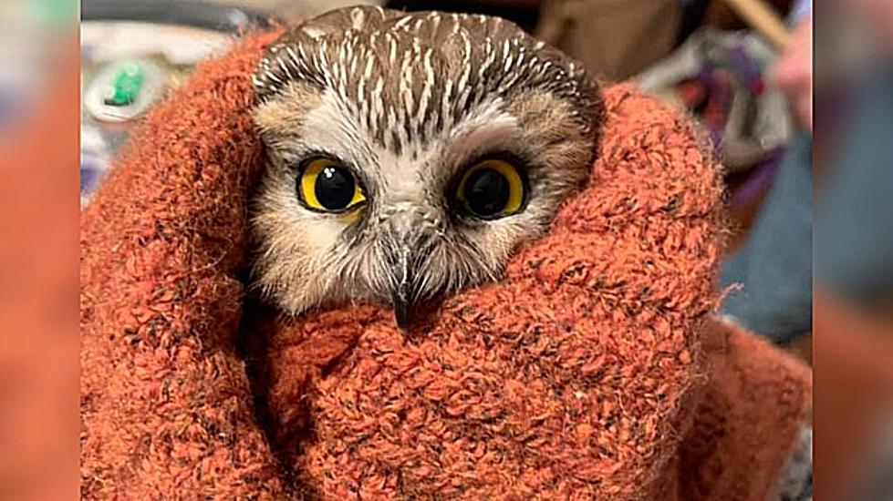 Inspirational Rockefeller Center Christmas Tree Owl From Oneonta, NY Gets His Own Book