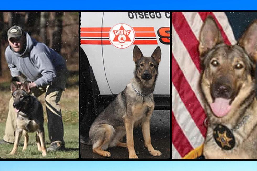 Nap Time! Otsego County Sheriff K-9 'Mika' Retires 