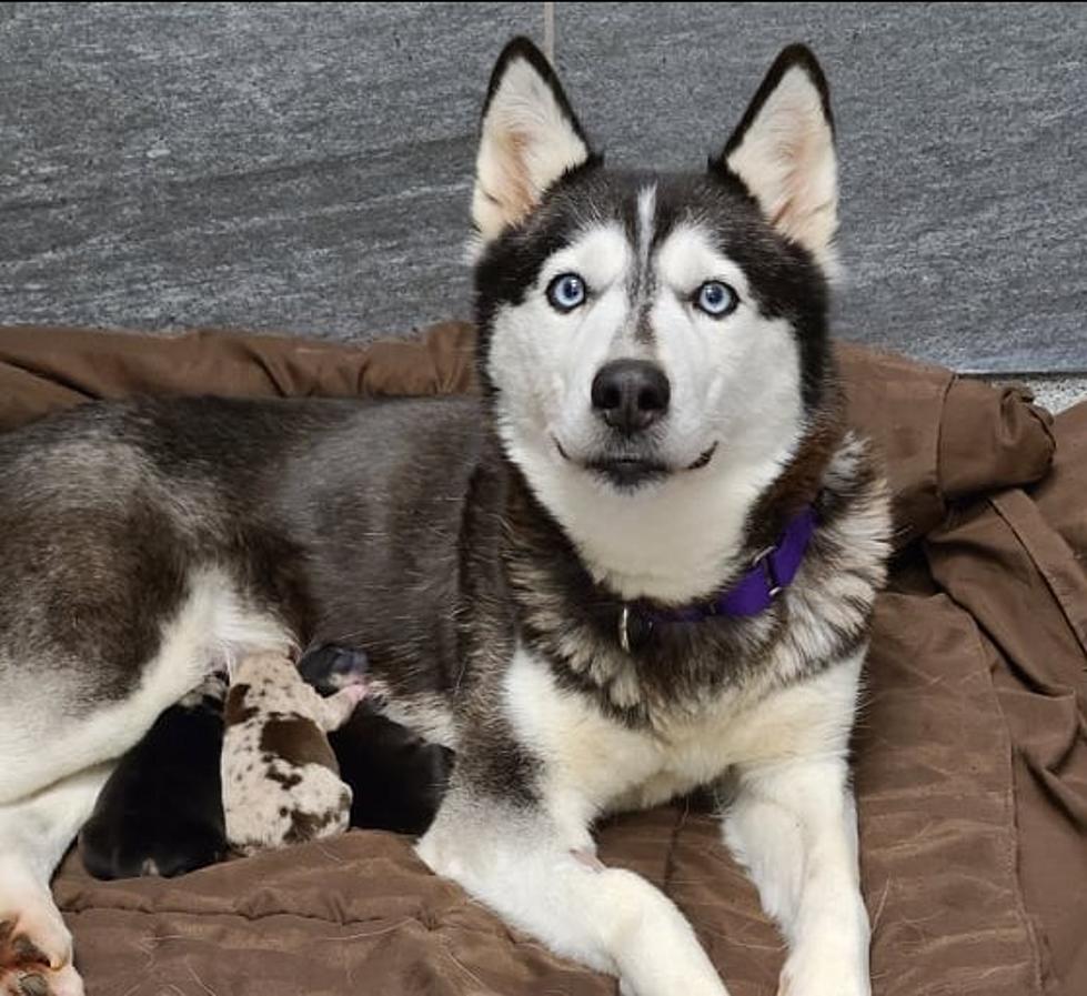 Susquehanna SPCA Rescue Turns Out 3 Very Unexpected Miracle Puppies