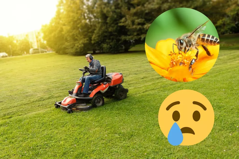 Save The Bees: Take The 'No Mow May' Challenge