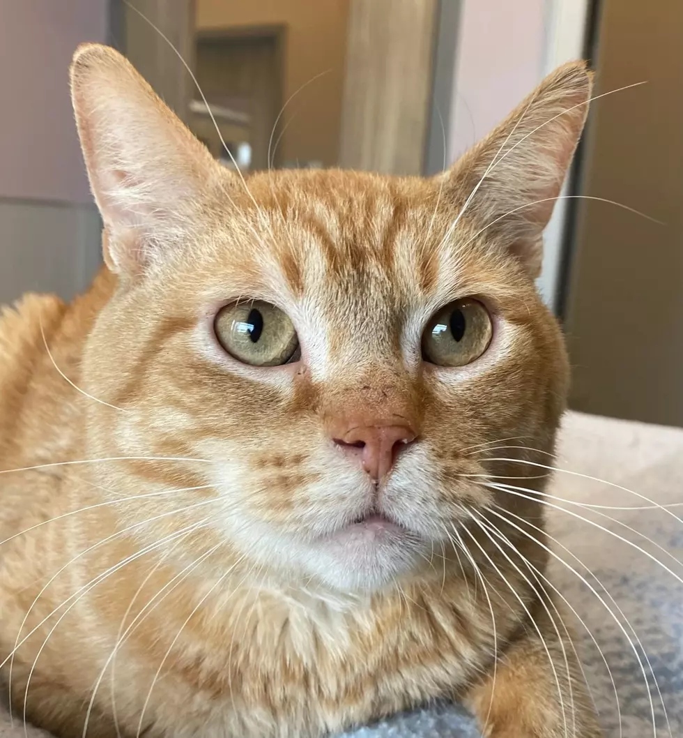 Pet Of The Week — ‘Ricken’