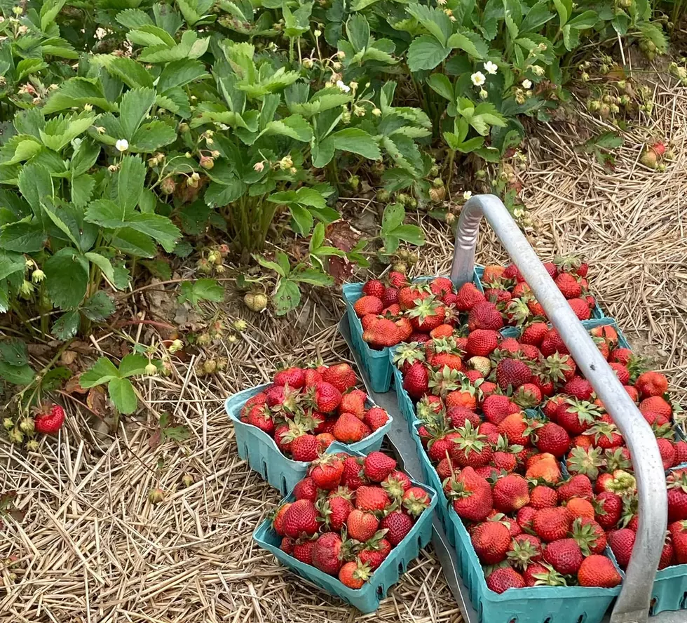 Check Out These U-Pick'em Strawberry Farms