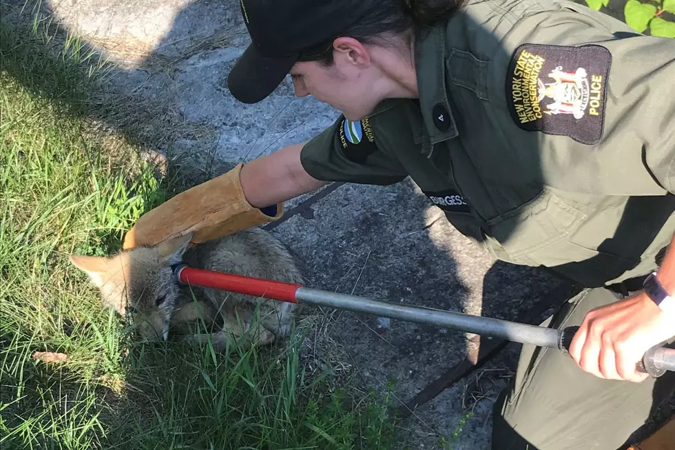 VIDEO: Adorable Coyote Pup Discovered At Schenevus Carnival 