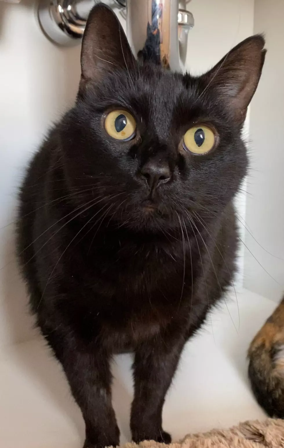 via Susquehanna SPCA