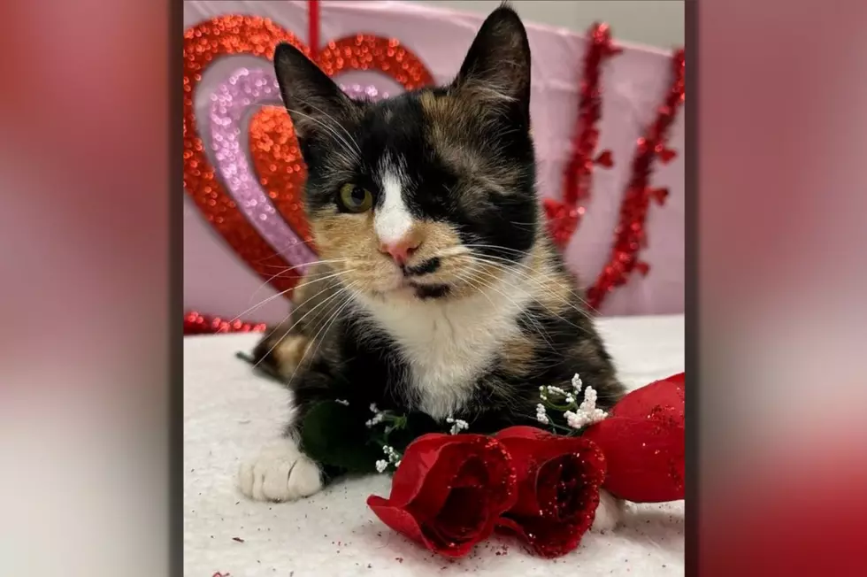 Susquehanna SPCA Pet Of The Week–‘Baby Cee’