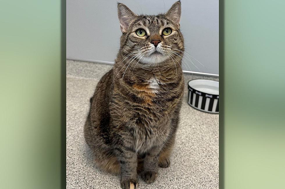 Susquehanna SPCA Pet Of The Week–‘Scarlett’