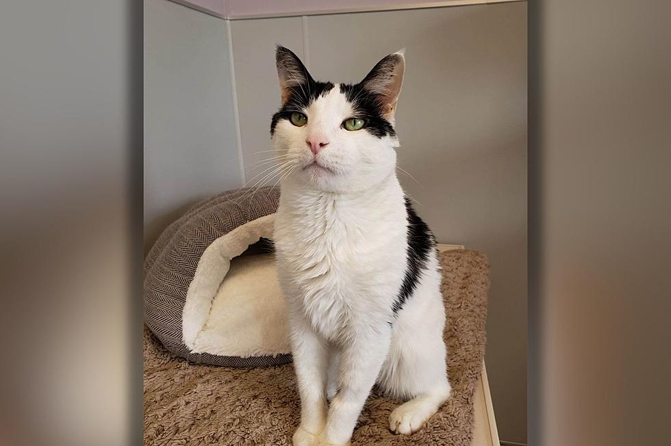 Susquehanna SPCA Pet Of The Week--'Spunky'