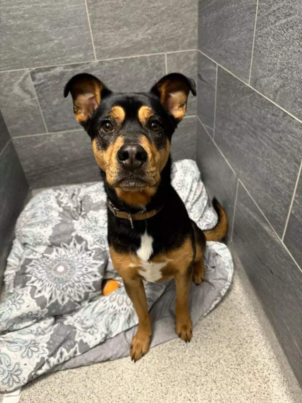 Susquehanna SPCA