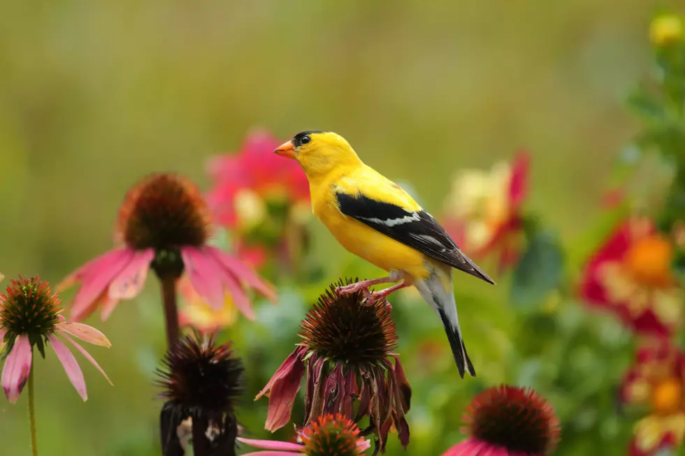 What is the Best Food for Otsego County, New York Songbirds?