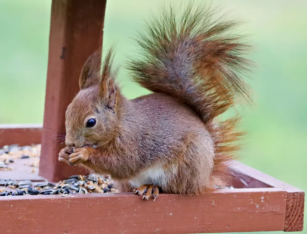 How to Quickly Turn the Tables on Squirrel Thievery