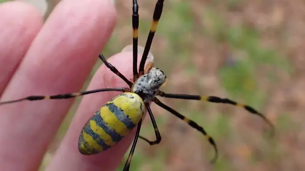 Why Are People Freaking Out About Joro Spiders in Otsego County, New York?