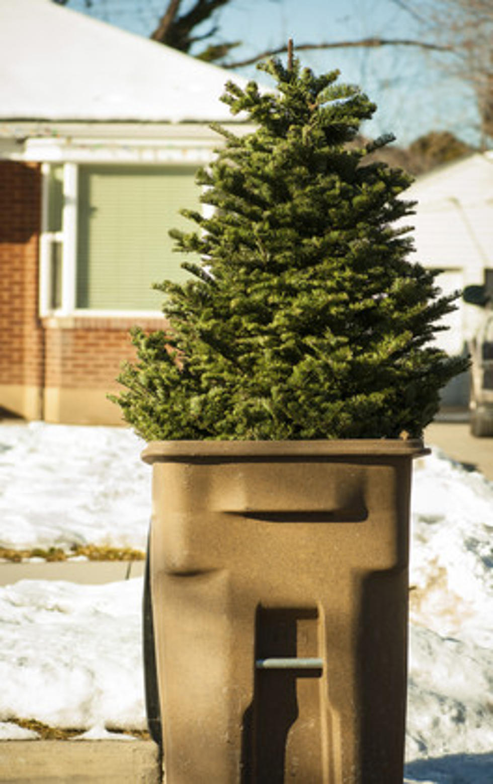 Oneonta Curbside Holiday Tree Collection
