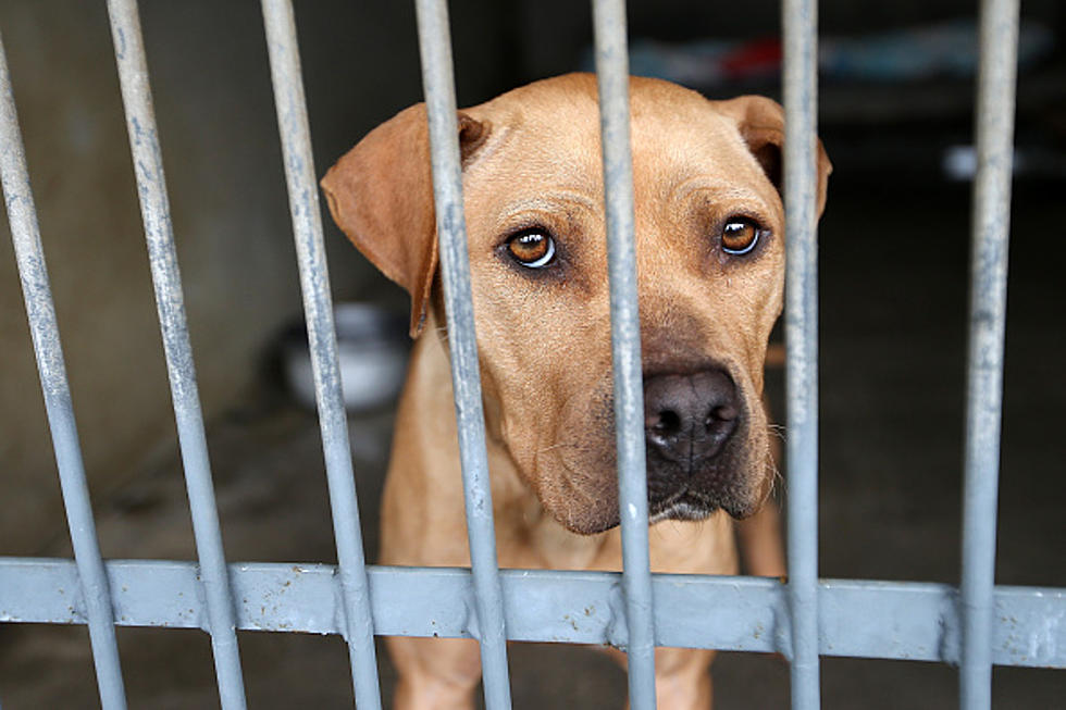 Cuomo To Crack Down on Unscrupulous Pet Dealers