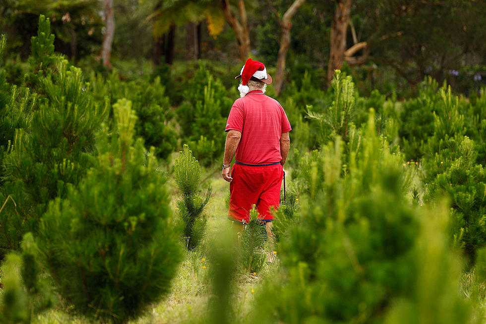 Picking and Preserving The Perfect Tree