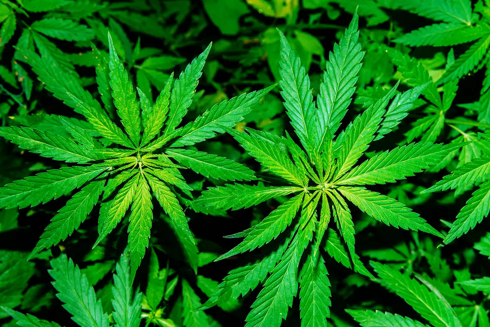 Delaware County Sheriff DuMond Opposes Legalization of Marijuana