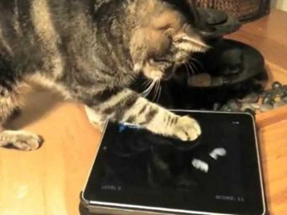 New iPad Game, For Cats?