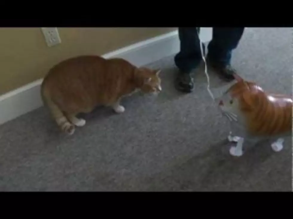 2 Examples Of Cats Being Jerks [VIDEOS]