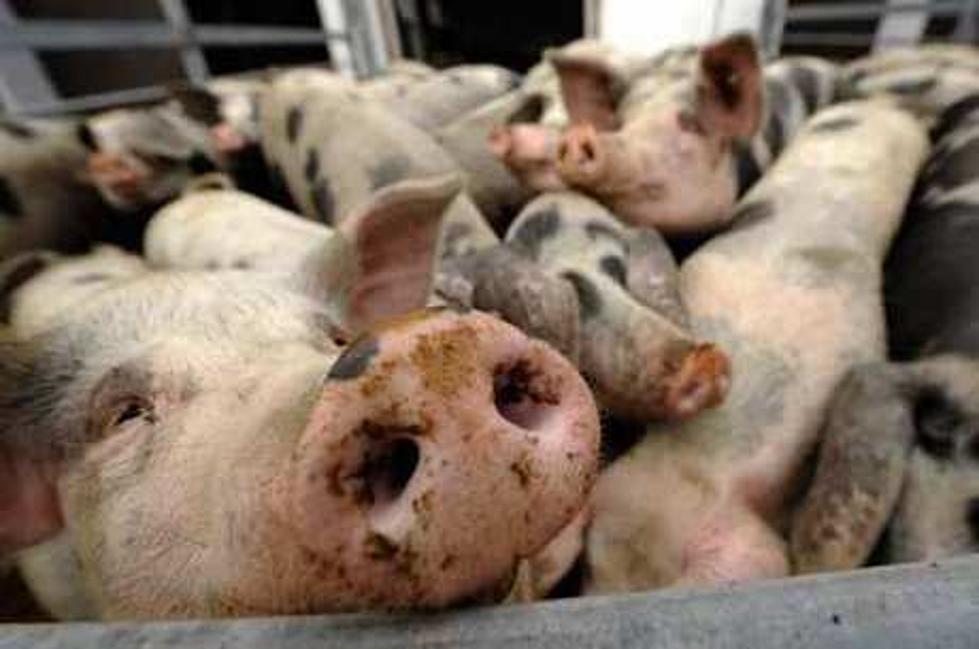 Police Resue Woman From Pig Swarm
