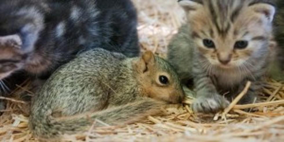 Happy Mother&#8217;s Day! Michigan Momma Cat Adopts Baby Squirrel (Video)