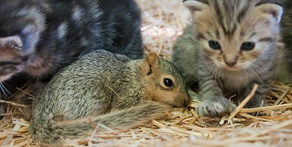 Happy Mother’s Day! Michigan Momma Cat Adopts Baby Squirrel (Video)