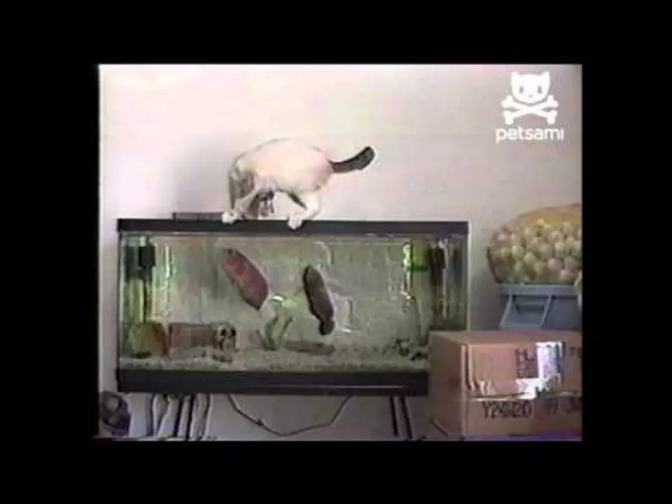 Fish Attacks Cat [VIDEO]