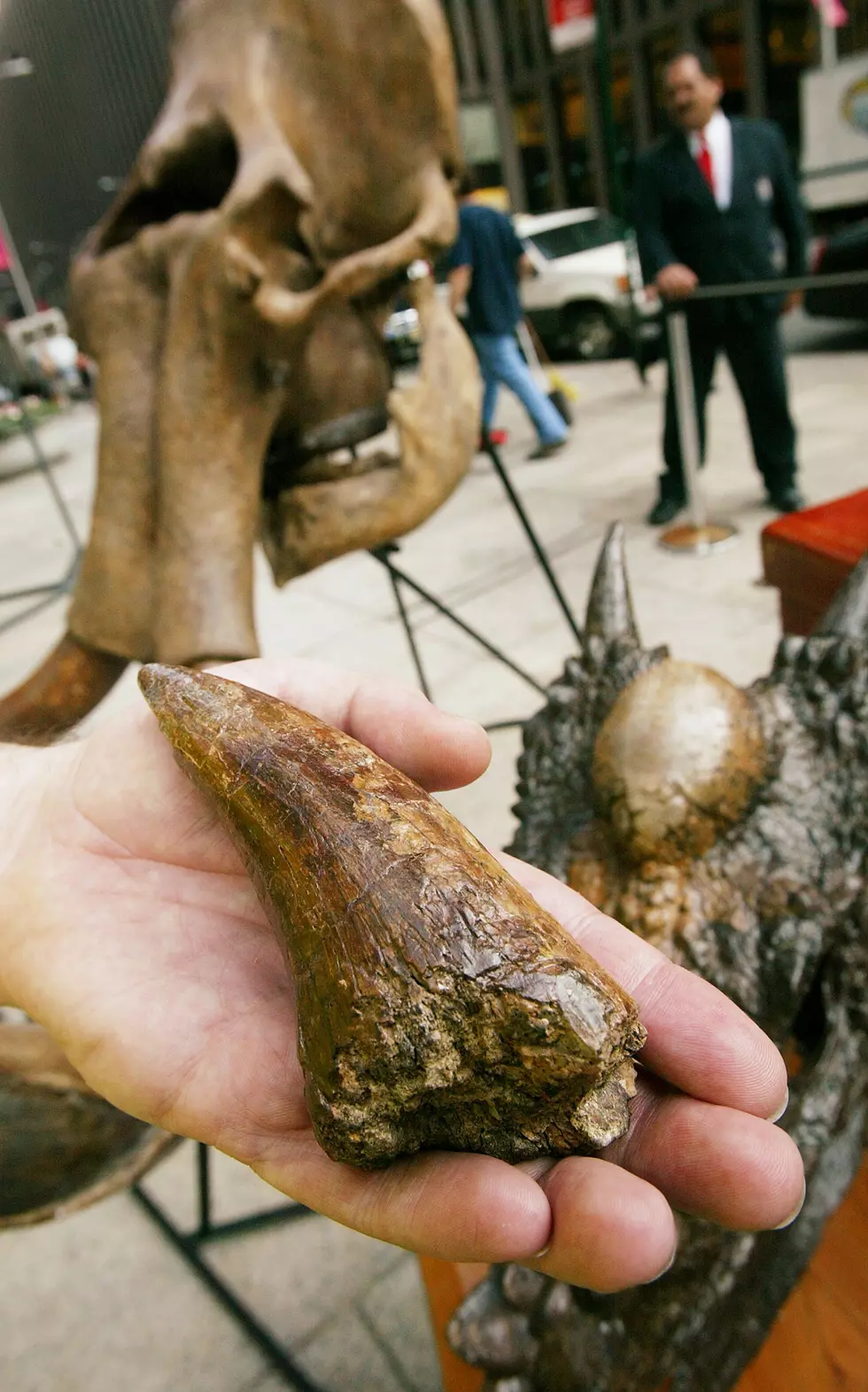 Boy Finds Mastodon Tooth in Holt, Michigan