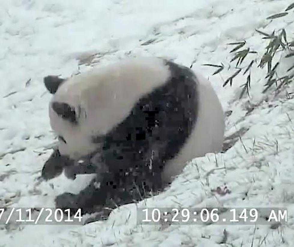 This Panda Playing In The Snow Might Make You Hate Snow Less [Video]