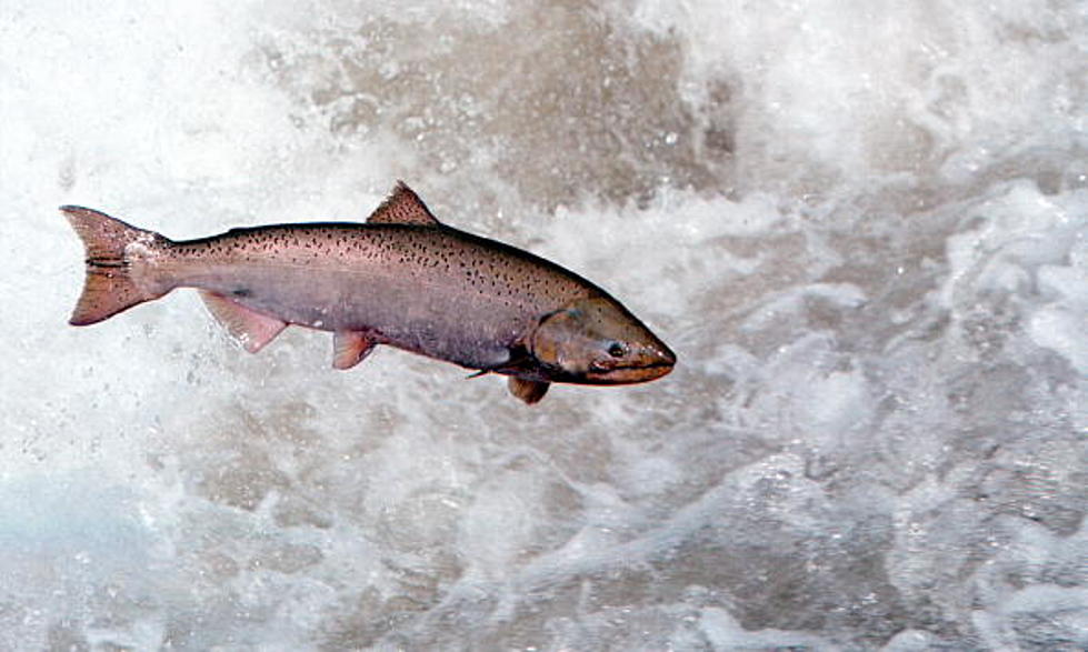 Great Shot of the Steelhead Running at Hesperia Dam [Video]