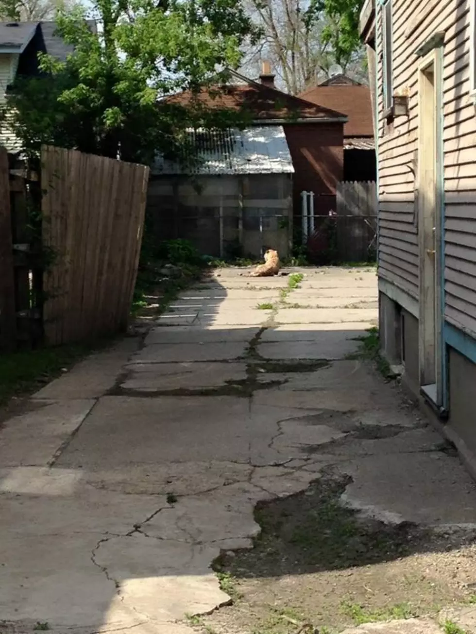 Kent County Animal Control Take Down A Stuffed Tiger [Photos]