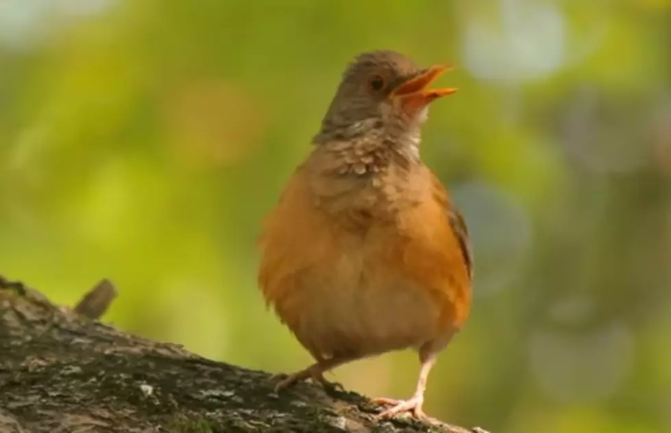 Adorable Little Kids Provide The Voices For Real Life Animals [Video]