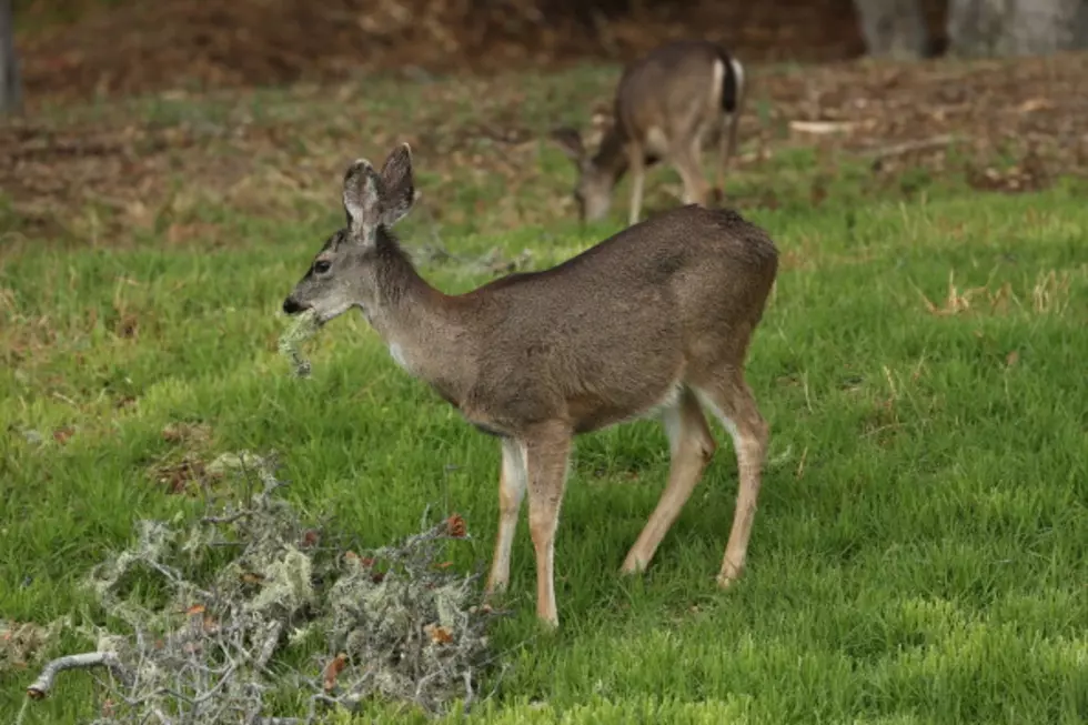 Who Knew Deer Could Talk? Let Alone Scream [Video]