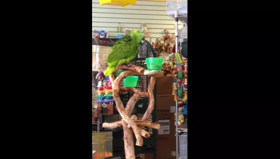 This Darn Parrot Sings Better Than You Do [Video]