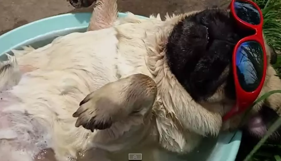 Here&#8217;s A Pug Chilling In A Little Swimming Pool With His Sunglasses On [Video]