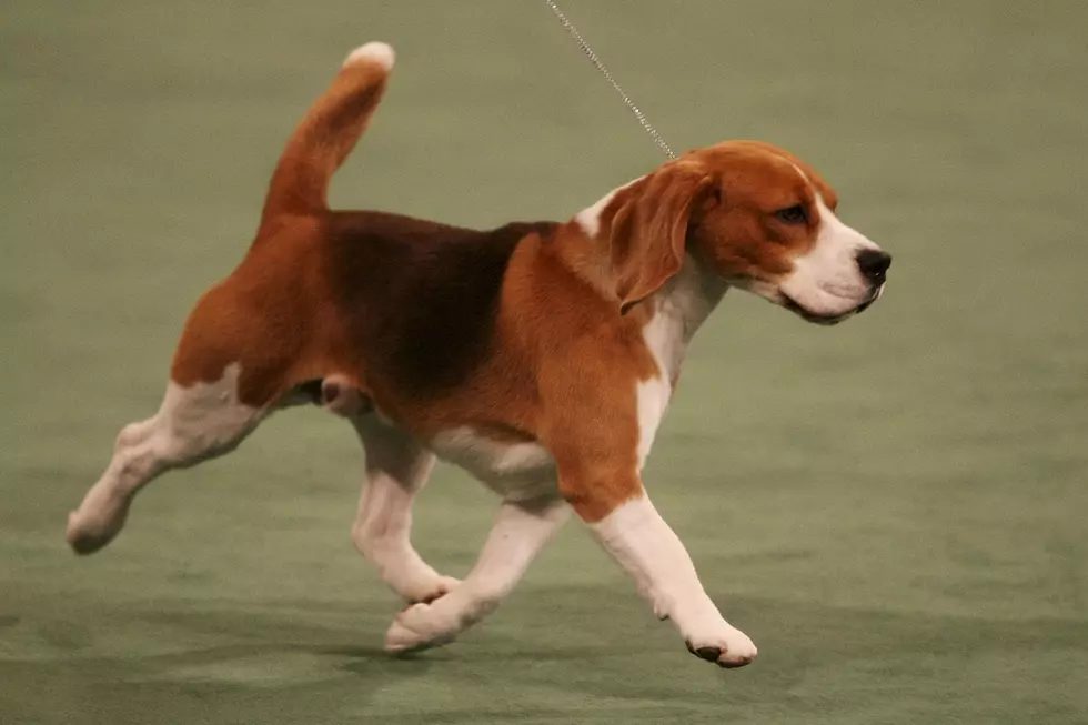 Cuteness Overload: Beagle meets Baby