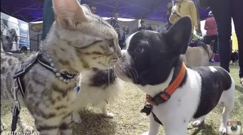 Cat (on a Leash!) Meets 50 Dogs