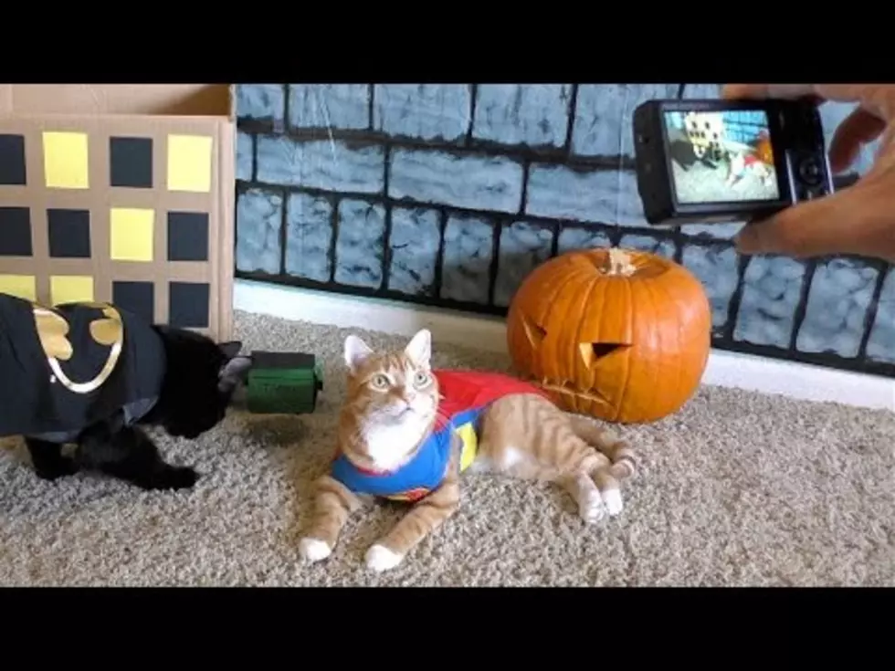 For The Last Time, Your Cat Doesn’t Want To Wear A Costume, So STOP IT!!! [Video]