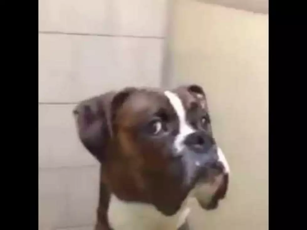 Dog at Vet … Not Putting up with Shenanigans