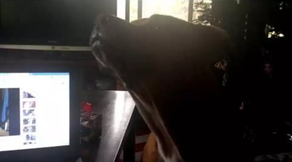 This Pitbull Can’t Howl