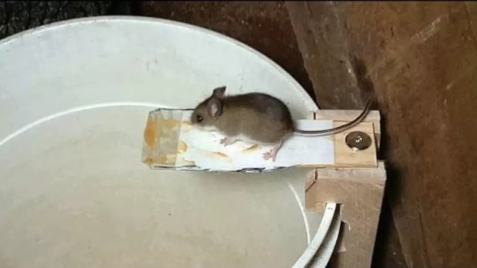Guy Actually Built a Better Mouse Trap