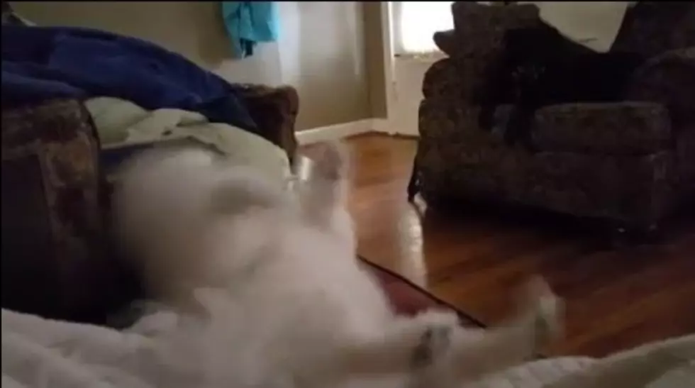 Tiny Dog, Gigantic Sneeze