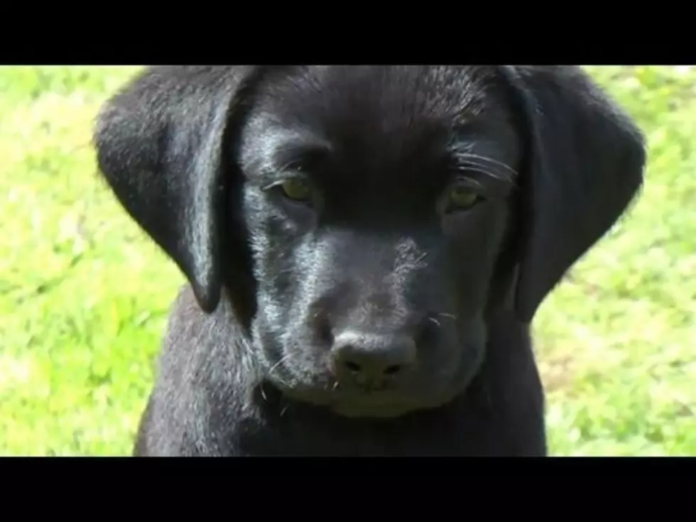 For The 25th Consecutive Year, America’s Favorite Dog Breed Is…. [Video]