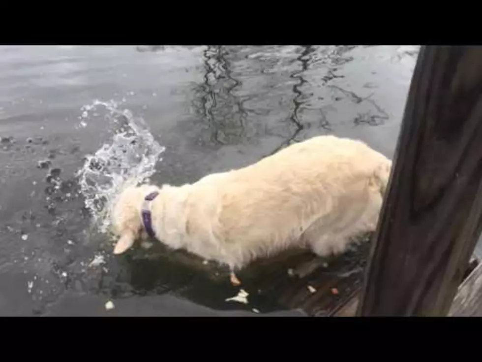 Clever Golden Retriever Catches Fish