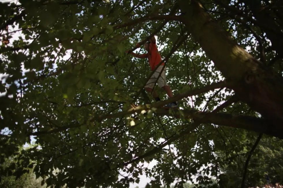 Rockford Man Will Attempt To Become The World’s Best Tree Climber [Video]