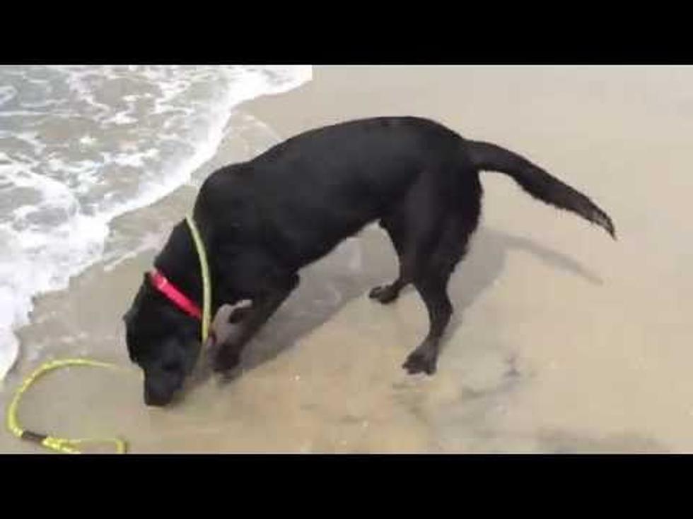 Bruce the Dog seeing Waves for the First Time
