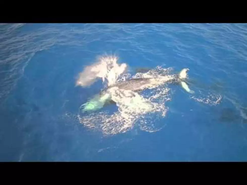 Drone Footage of Humpback Whales in Hawaii