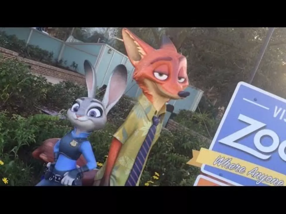 Couple Goes to Disney World to Try to Find Zootopia Merchandise