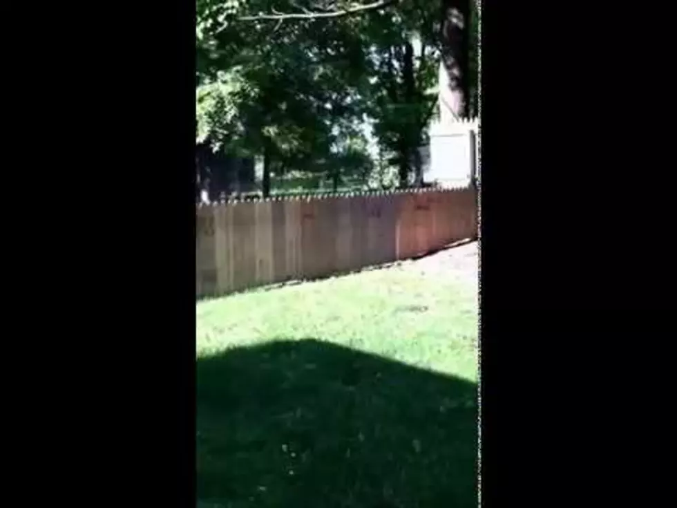 Dog Leaps Over New Fence